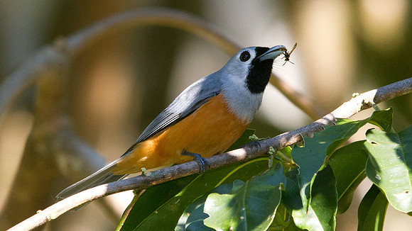 Black-faced monarch (Monarcha melanopsis)