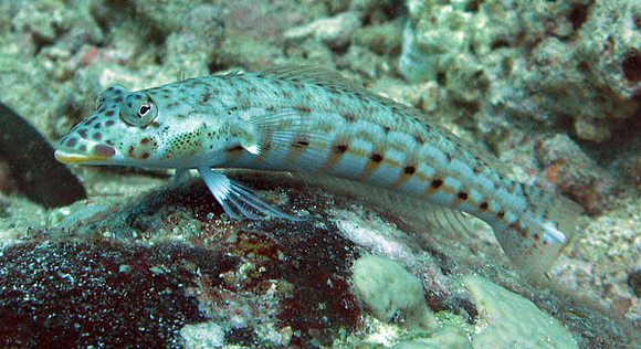 Fish