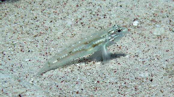 Blenny