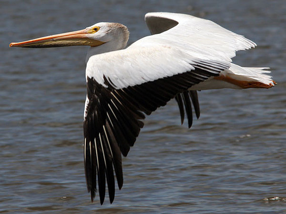 American White Pelican (Pelecanus erythrorhynchos)