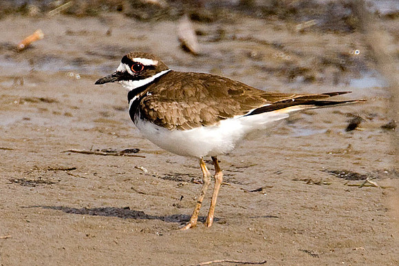 Killdeer (Charadrius vociferus)