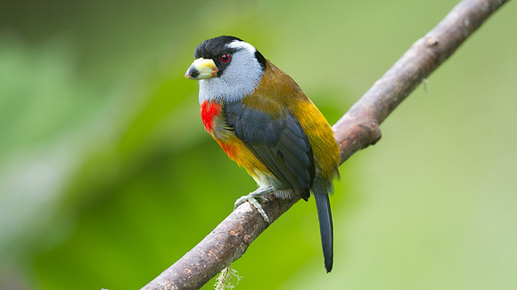 Toucan Barbet (Semnornis ramphastinus)