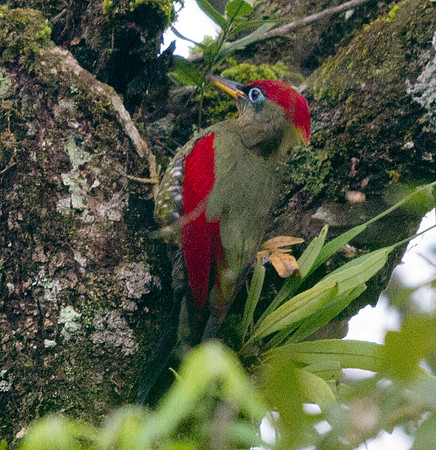 Crimson-winged woodpecker (Picus puniceus)