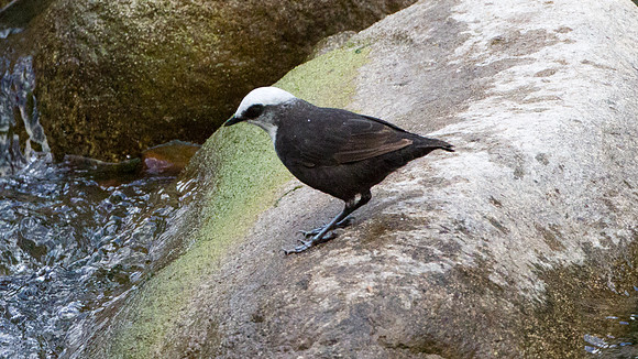 White-capped Dipper (Cinclus leucocephalus)