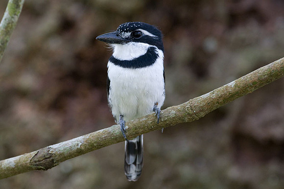 Pied Puffbird (Notharchus tectus)