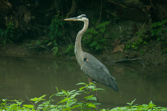 Great Blue Heron (Ardea herodias)