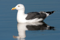 Western Gull (Larus occidentalis)