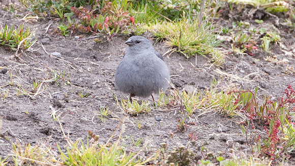 Plumbeous Sierra-finch (Phrygilus unicolor)