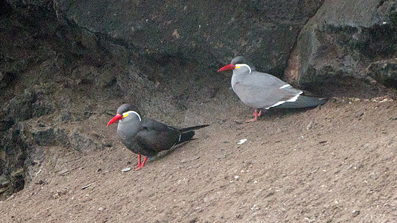 Inca Tern (Larosterna inca)