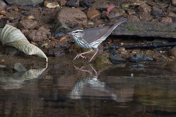 Northern Waterthrush (Parkesia noveboracensis)