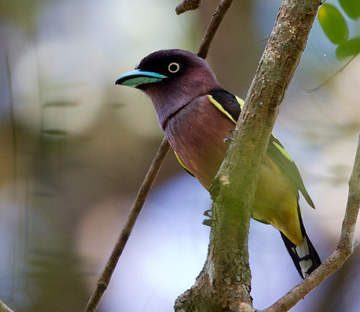 Banded broadbill (Eurylaimus javanicus) Male
