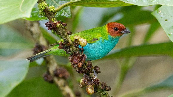 Bay-headed Tanager (Tangara gyrola)