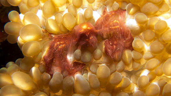 Achaeus japonicus, sometimes known as the orang-utan crab