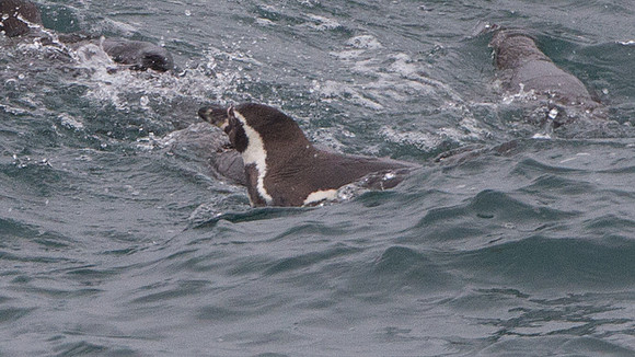 Humboldt Penguin (Spheniscus humboldti)