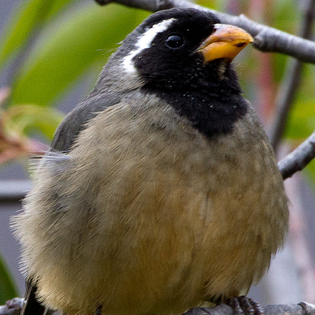 Golden-billed Saltator (Saltator aurantiirostris)