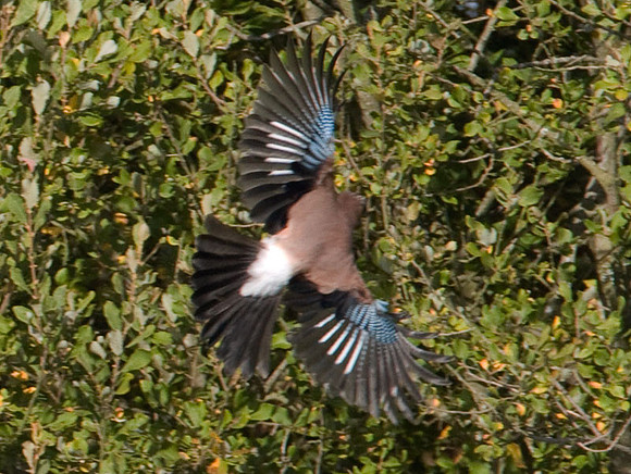 Eurasian Jay (Garrulus glandarius)