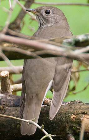 Grey-cheeked Thrush (Catharus minimus)