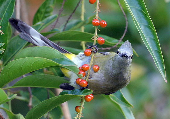 Long-tailed Silky-flycatcher (Ptilogonys caudatus) female