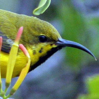 Yellow-bellied Sunbird (Cinnyris jugularis) juvenile; also known as Olive-backed Sunbird