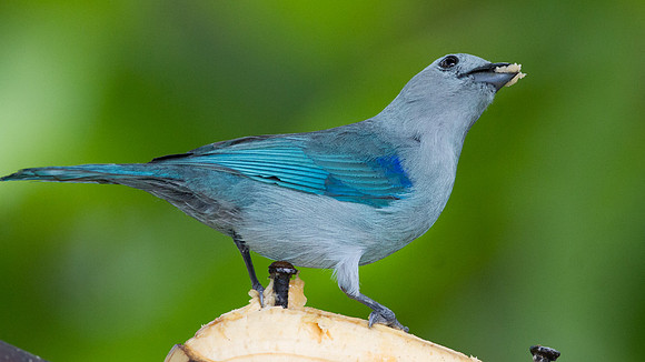 Blue-grey Tanager (Thraupis episcopus)