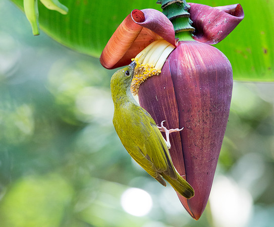 Long-billed spiderhunter (Arachnothera robusta)