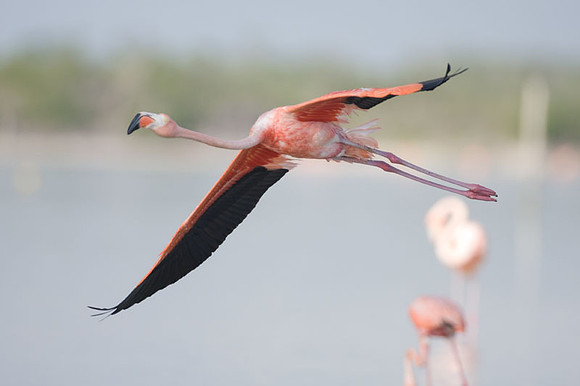 American Flamingo (Phoenicopterus ruber)