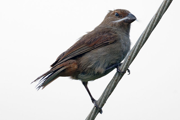Lesser Antillean Bullfinch (Loxigilla noctis) female