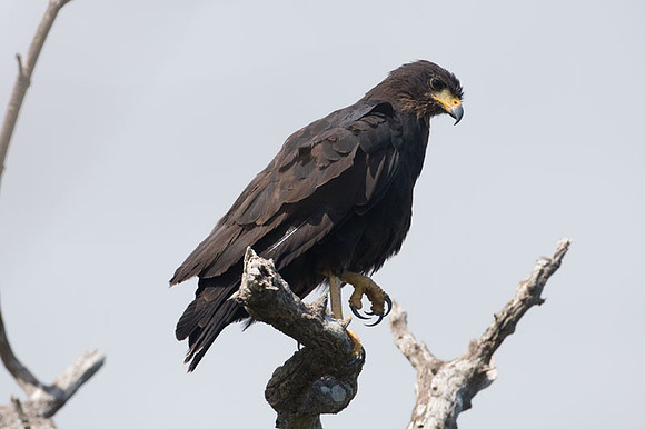 Common Black Hawk (Buteogallus anthracinus)