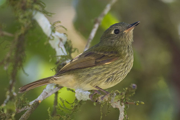 Olive-striped Flycatcher (Mionectes olivaceus)