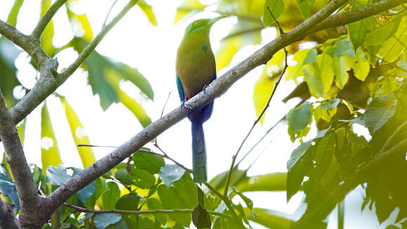 Blue-crowned Motmot (Momotus momota)