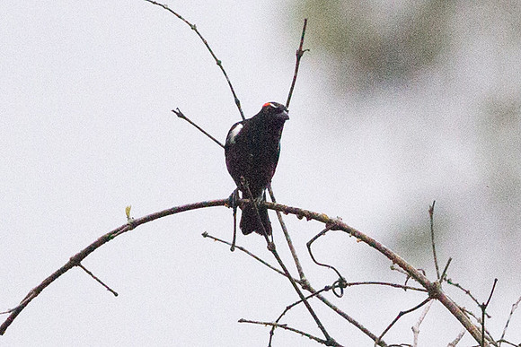 Scarlet-browed Tanager (Heterospingus xanthopygius)