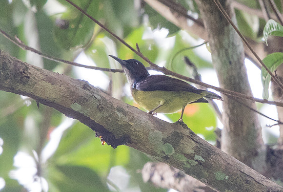 Brown-throated sunbird (Anthreptes malacensis)
