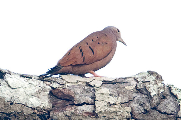 Ruddy Ground Dove (Columbina talpacoti)