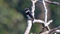 Pied Puffbird (Notharchus tectus)