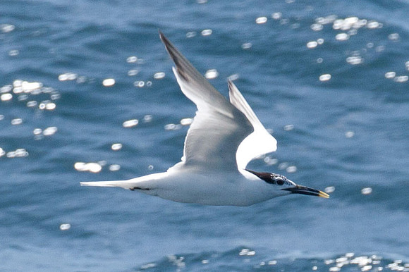 Sandwich Tern (Sterna sandvicensis)
