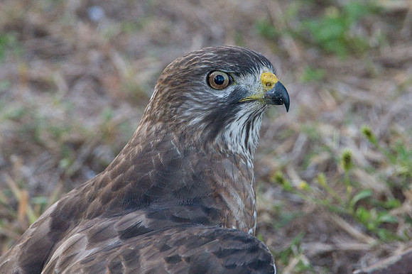 Broad-winged Hawk (Buteo platypterus)