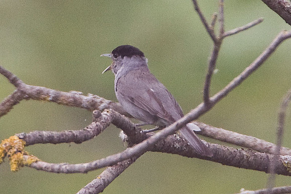 Eurasian blackcap (Sylvia atricapilla)