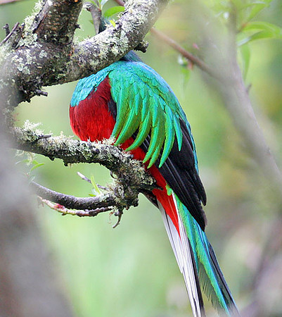 Resplendent Quetzal (Pharomachrus mocinno) male
