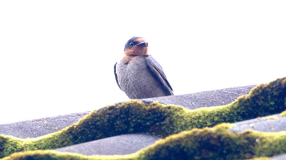 Pacific Swallow (Hirundo tahitica)