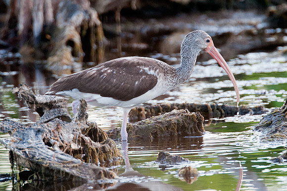 American White Ibis (Eudocimus albus) immature
