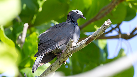 White-crowned Pigeon (Patagioenas leucocephala)