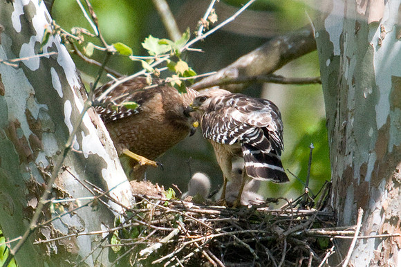 Red-shouldered Hawk (Buteo lineatus) adult and juvenile