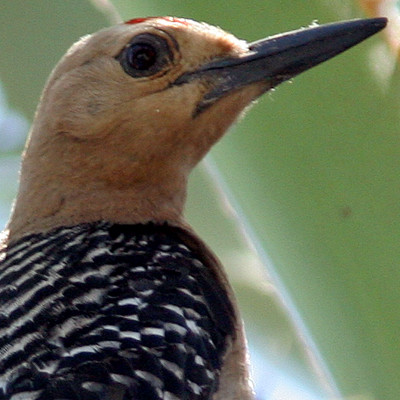 Gila Woodpecker (Melanerpes uropygialis)