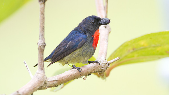 Bornean Flowerpecker (Dicaeum monticolum)