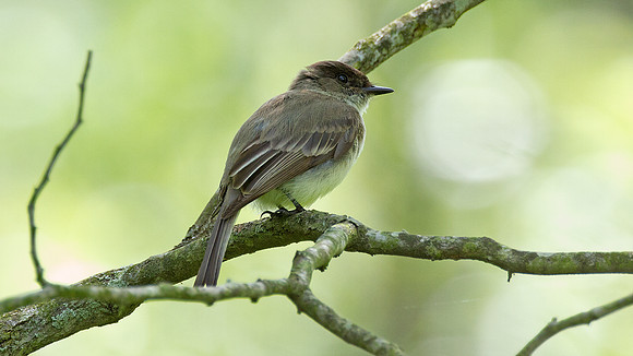 Eastern Phoebe (Sayornis phoebe)