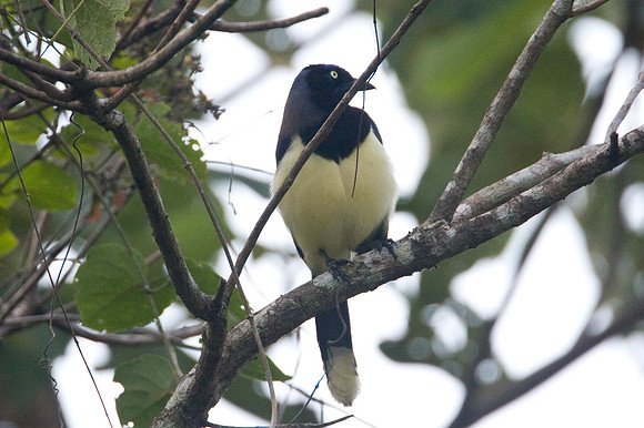 Black-chested Jay (Cyanocorax affinis)