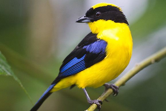 Blue-winged Mountain Tanager (Anisognathus somptuosus)