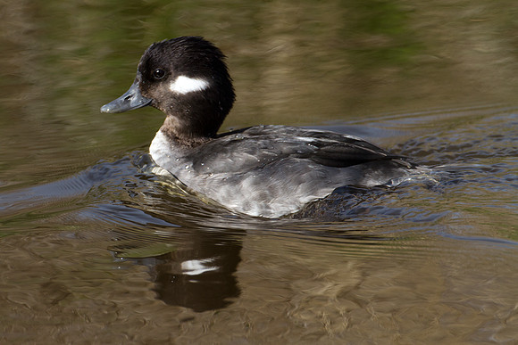 Bufflehead (Bucephala albeola) female