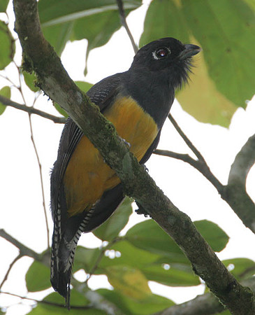 Violaceous Trogon (Trogon violaceus) female