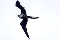 Magnificent Frigatebird (Fregata magnificens) female